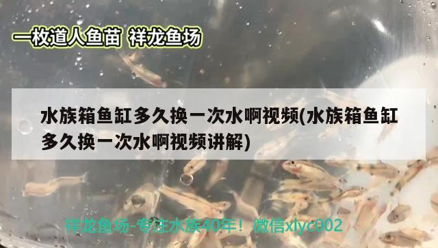 水族箱魚缸多久換一次水啊視頻(水族箱魚缸多久換一次水啊視頻講解) 魚缸/水族箱