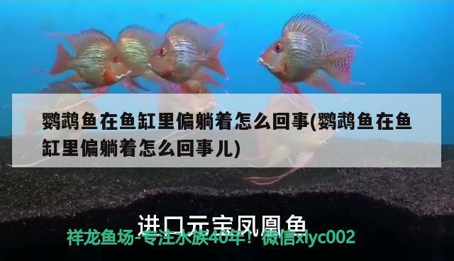 鸚鵡魚在魚缸里偏躺著怎么回事(鸚鵡魚在魚缸里偏躺著怎么回事兒)