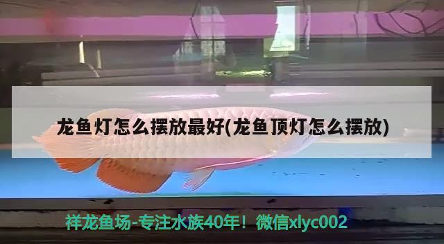 龍魚燈怎么擺放最好(龍魚頂燈怎么擺放) 觀賞魚飼料