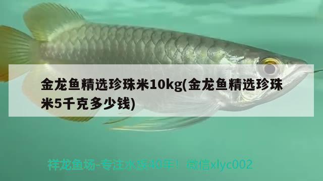 金龍魚(yú)精選珍珠米10kg(金龍魚(yú)精選珍珠米5千克多少錢(qián)) BD魟魚(yú)