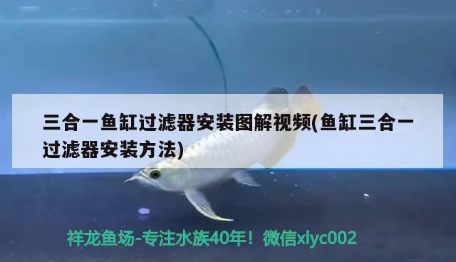 三合一魚缸過濾器安裝圖解視頻(魚缸三合一過濾器安裝方法) 女王大帆魚