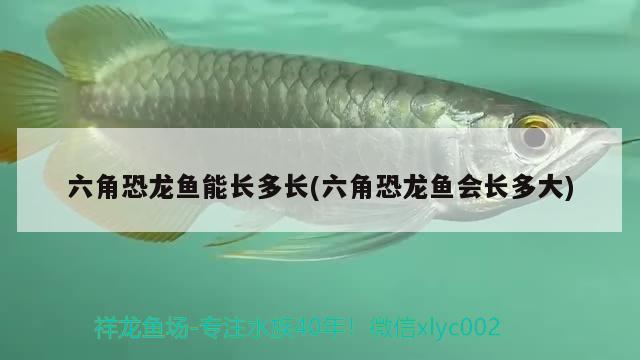 六角恐龍魚能長多長(六角恐龍魚會長多大) 紅頭利魚