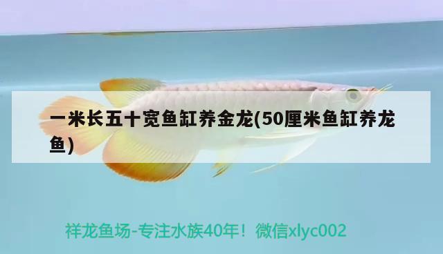 一米長五十寬魚缸養(yǎng)金龍(50厘米魚缸養(yǎng)龍魚) 二氧化碳設(shè)備 第2張