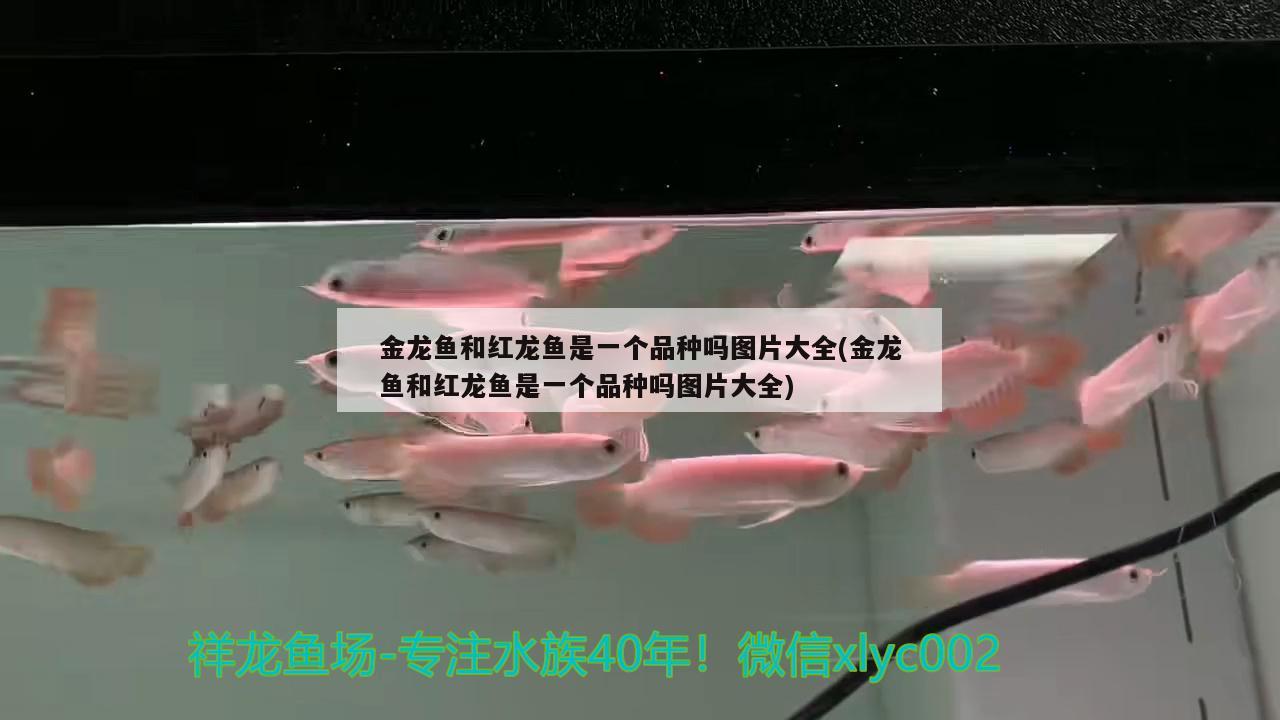 金龍魚和紅龍魚是一個(gè)品種嗎圖片大全(金龍魚和紅龍魚是一個(gè)品種嗎圖片大全) 虎魚魚苗