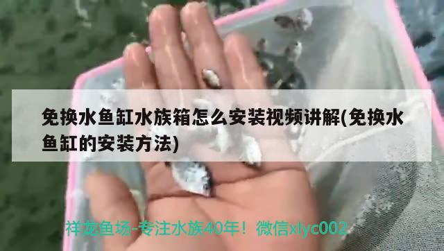 免換水魚缸水族箱怎么安裝視頻講解(免換水魚缸的安裝方法) 魚缸/水族箱