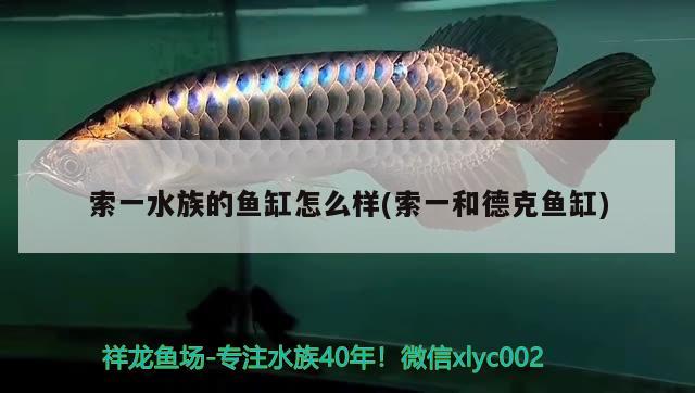 索一水族的魚缸怎么樣(索一和德克魚缸) 黃金夢幻雷龍魚