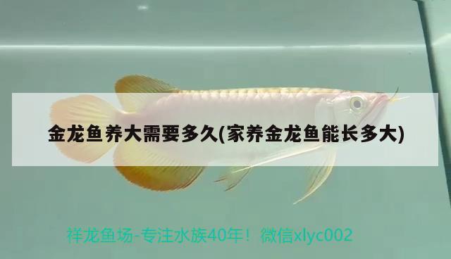 金龍魚養(yǎng)大需要多久(家養(yǎng)金龍魚能長多大) 龍魚批發(fā)