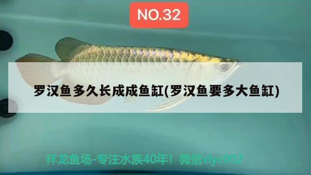 羅漢魚多久長成成魚缸(羅漢魚要多大魚缸) 羅漢魚