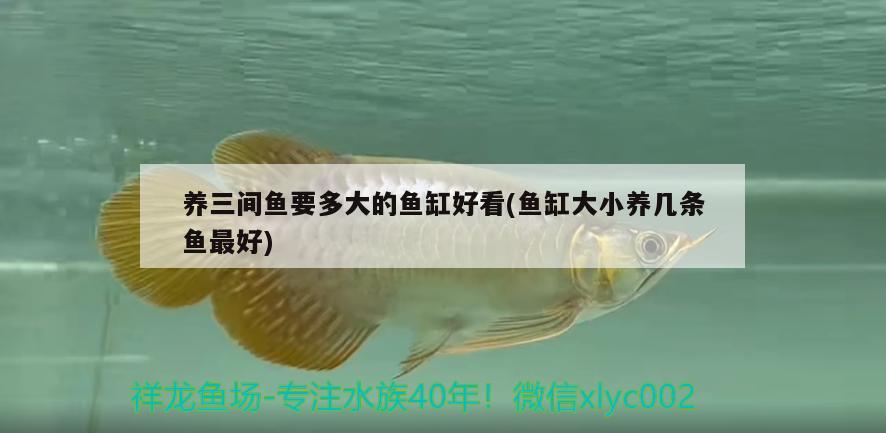 養(yǎng)三間魚要多大的魚缸好看(魚缸大小養(yǎng)幾條魚最好) 一眉道人魚苗