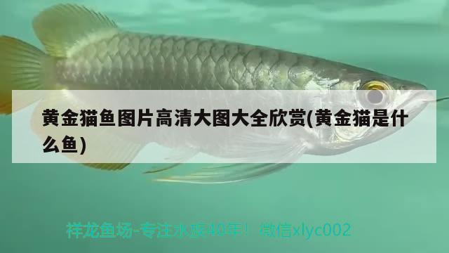 黃金貓魚圖片高清大圖大全欣賞(黃金貓是什么魚) 黃金貓魚百科 第2張