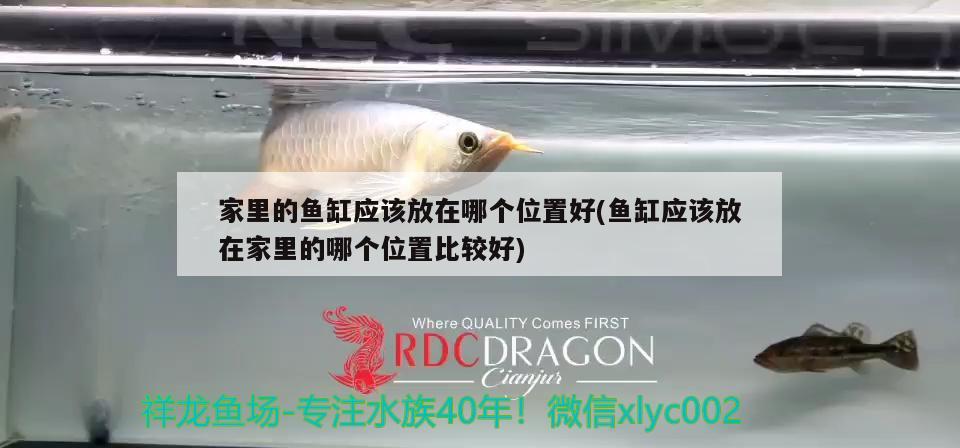 家里的魚缸應(yīng)該放在哪個位置好(魚缸應(yīng)該放在家里的哪個位置比較好)