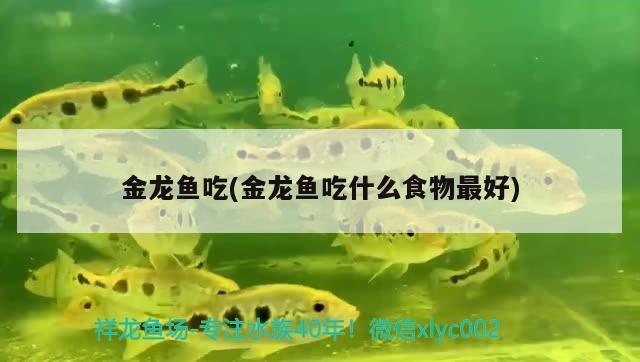 金龍魚吃(金龍魚吃什么食物最好)