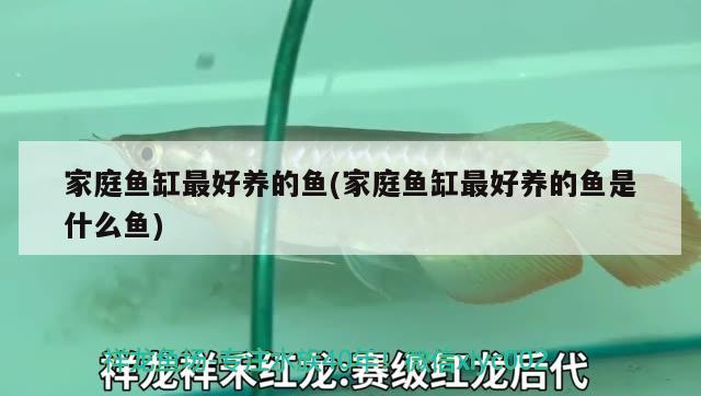 家庭魚缸最好養(yǎng)的魚(家庭魚缸最好養(yǎng)的魚是什么魚) 泰龐海鰱魚