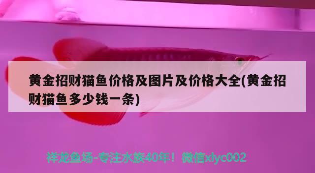 黃金招財貓魚價格及圖片及價格大全(黃金招財貓魚多少錢一條) 黃金招財貓魚