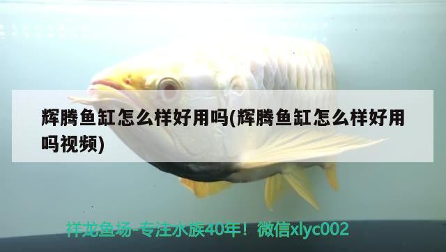 輝騰魚缸怎么樣好用嗎(輝騰魚缸怎么樣好用嗎視頻) 鸚鵡魚