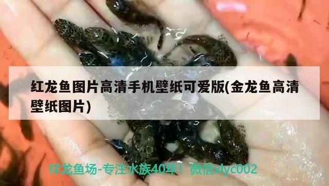 紅龍魚(yú)圖片高清手機(jī)壁紙可愛(ài)版(金龍魚(yú)高清壁紙圖片) 星點(diǎn)金龍魚(yú)