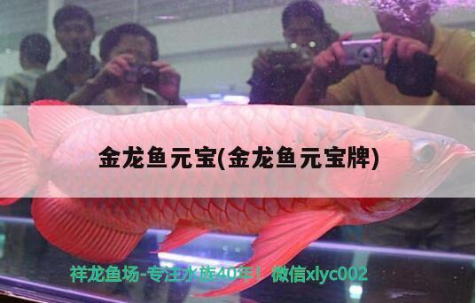 金龍魚元寶(金龍魚元寶牌)