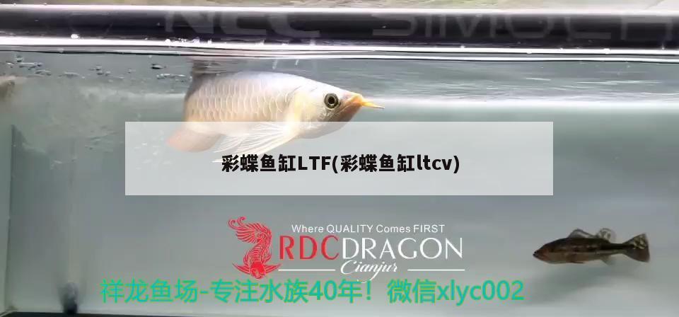 彩蝶魚缸LTF(彩蝶魚缸ltcv) 金老虎魚