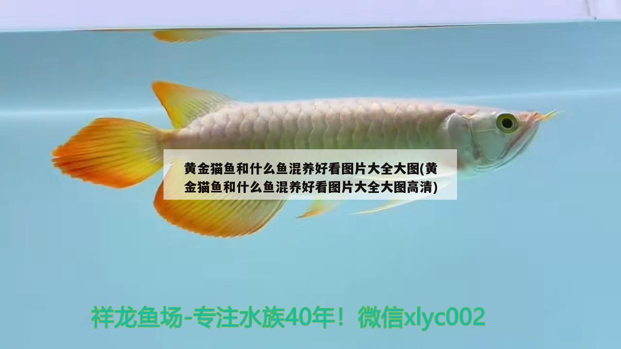 黃金貓魚和什么魚混養(yǎng)好看圖片大全大圖(黃金貓魚和什么魚混養(yǎng)好看圖片大全大圖高清) 黃金貓魚百科