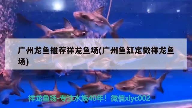 廣州龍魚推薦祥龍魚場(chǎng)(廣州魚缸定做祥龍魚場(chǎng))