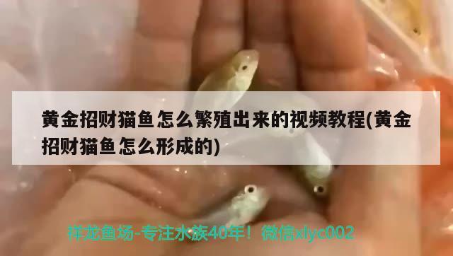 黃金招財貓魚怎么繁殖出來的視頻教程(黃金招財貓魚怎么形成的) 黃金招財貓魚