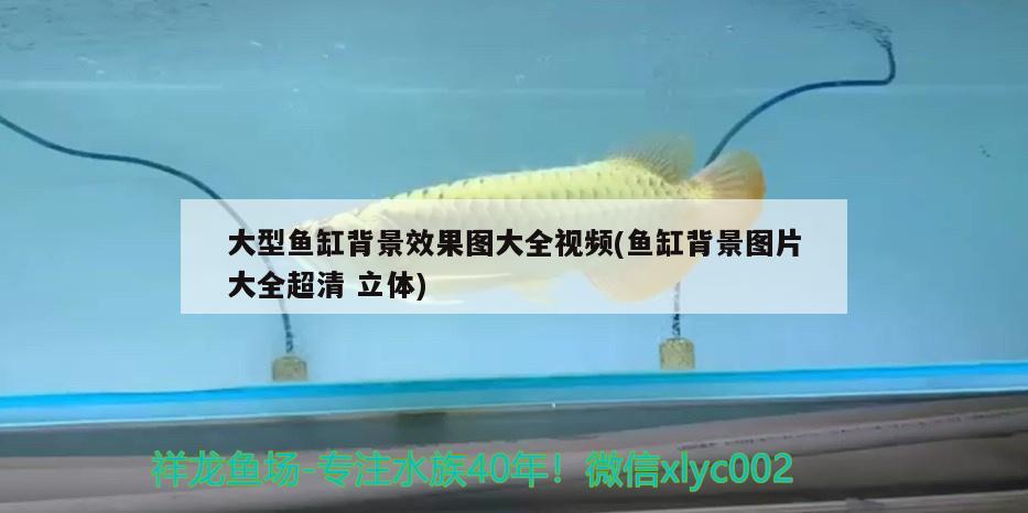 大型魚缸背景效果圖大全視頻(魚缸背景圖片大全超清立體)