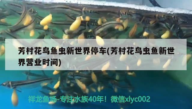 芳村花鳥魚蟲新世界停車(芳村花鳥蟲魚新世界營(yíng)業(yè)時(shí)間)