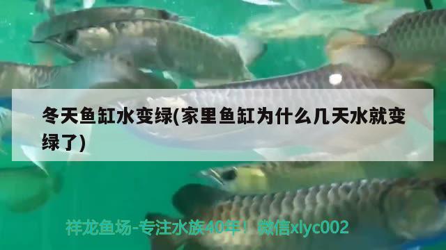 冬天魚(yú)缸水變綠(家里魚(yú)缸為什么幾天水就變綠了) 大嘴鯨魚(yú)