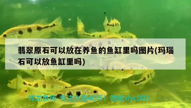 翡翠原石可以放在養(yǎng)魚(yú)的魚(yú)缸里嗎圖片(瑪瑙石可以放魚(yú)缸里嗎)