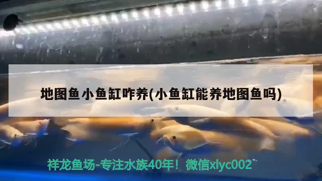 地圖魚小魚缸咋養(yǎng)(小魚缸能養(yǎng)地圖魚嗎) 祥龍傳奇品牌魚缸