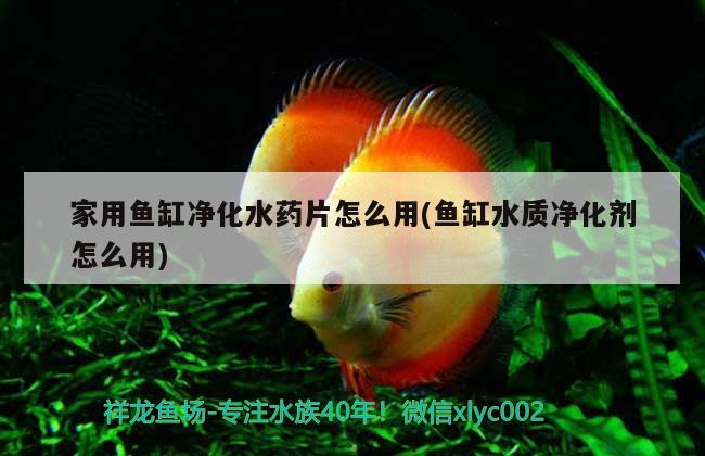 家用魚缸凈化水藥片怎么用(魚缸水質(zhì)凈化劑怎么用)