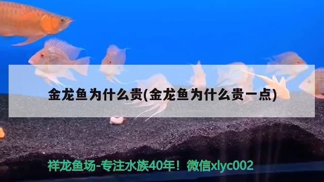 金龍魚為什么貴(金龍魚為什么貴一點) 蝴蝶鯉魚苗