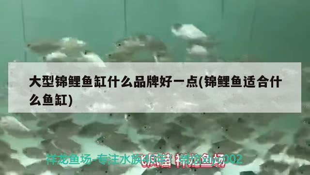 大型錦鯉魚缸什么品牌好一點(diǎn)(錦鯉魚適合什么魚缸)