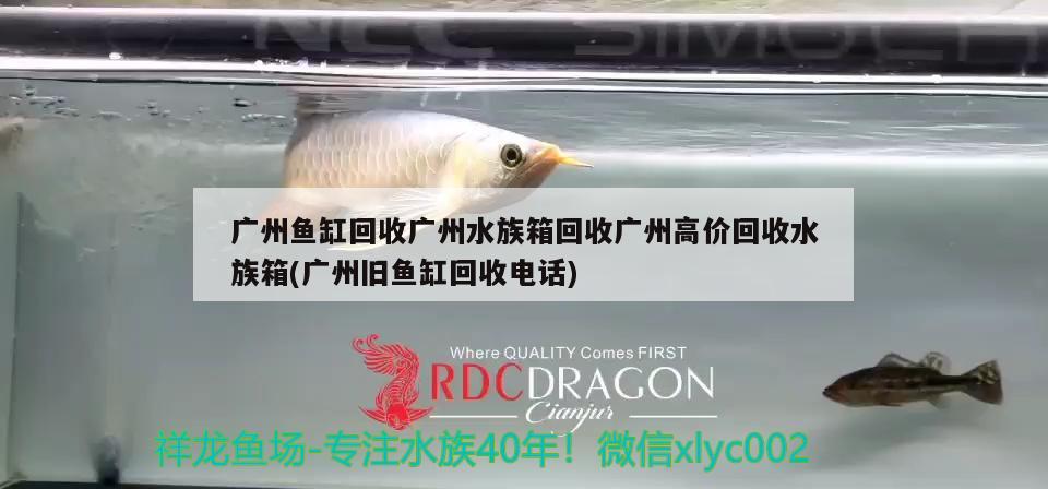 廣州魚缸回收廣州水族箱回收廣州高價(jià)回收水族箱(廣州舊魚缸回收電話)