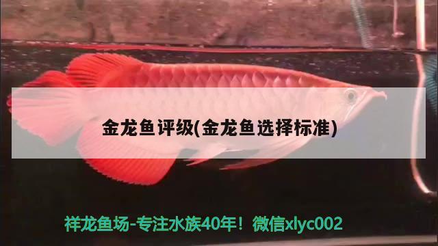 金龍魚評級(金龍魚選擇標準) 祥龍超血紅龍魚 第2張