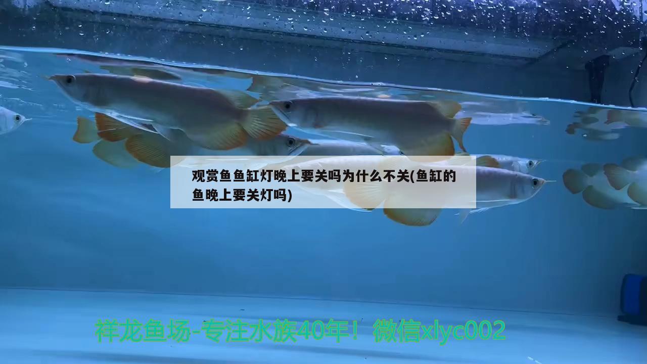 觀賞魚魚缸燈晚上要關(guān)嗎為什么不關(guān)(魚缸的魚晚上要關(guān)燈嗎)