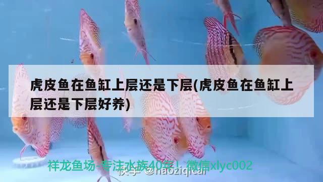 虎皮魚(yú)在魚(yú)缸上層還是下層(虎皮魚(yú)在魚(yú)缸上層還是下層好養(yǎng))