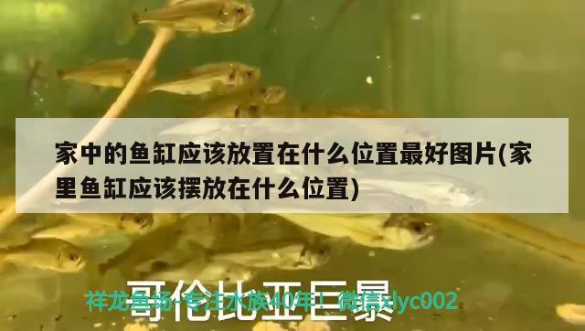 家中的魚缸應(yīng)該放置在什么位置最好圖片(家里魚缸應(yīng)該擺放在什么位置)