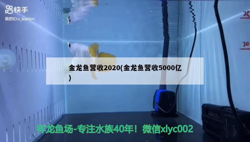 金龍魚營收2020(金龍魚營收5000億) 星點金龍魚