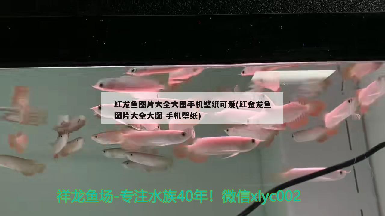 紅龍魚圖片大全大圖手機壁紙可愛(紅金龍魚圖片大全大圖手機壁紙)