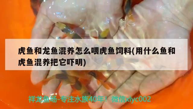 虎魚(yú)和龍魚(yú)混養(yǎng)怎么喂虎魚(yú)飼料(用什么魚(yú)和虎魚(yú)混養(yǎng)把它嚇明)