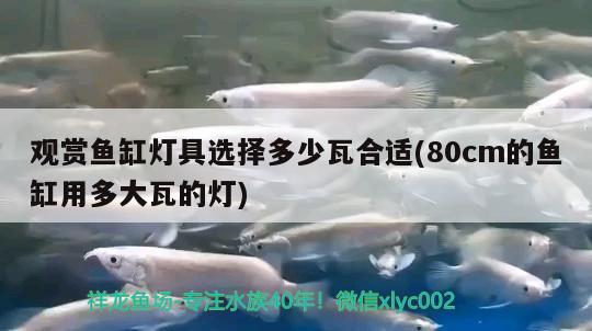 觀賞魚缸燈具選擇多少瓦合適(80cm的魚缸用多大瓦的燈) 硝化細(xì)菌