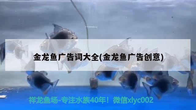 金龍魚廣告詞大全(金龍魚廣告創(chuàng)意)