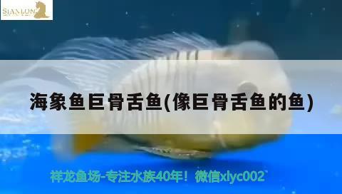 海象魚巨骨舌魚(像巨骨舌魚的魚)