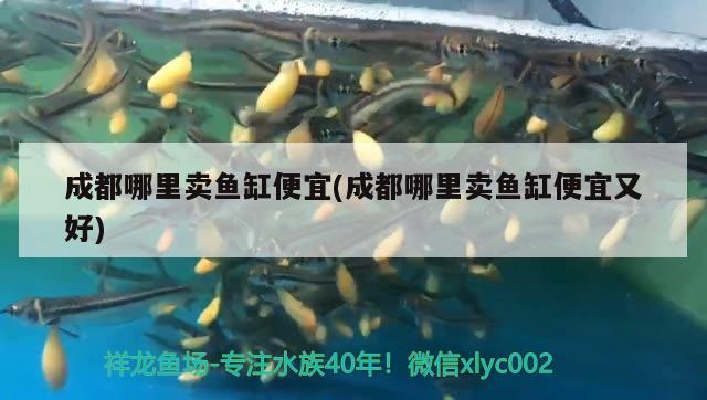 成都哪里賣魚缸便宜(成都哪里賣魚缸便宜又好)