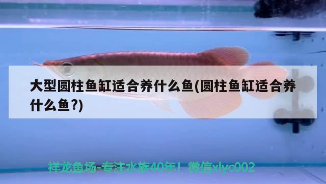 大型圓柱魚缸適合養(yǎng)什么魚(圓柱魚缸適合養(yǎng)什么魚?)