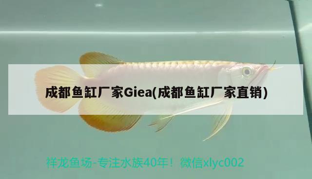 成都魚缸廠家Giea(成都魚缸廠家直銷)