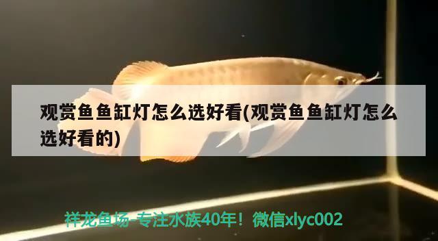 觀賞魚魚缸燈怎么選好看(觀賞魚魚缸燈怎么選好看的)