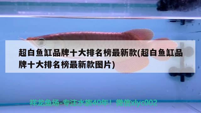 超白魚(yú)缸品牌十大排名榜最新款(超白魚(yú)缸品牌十大排名榜最新款圖片) 充氧泵