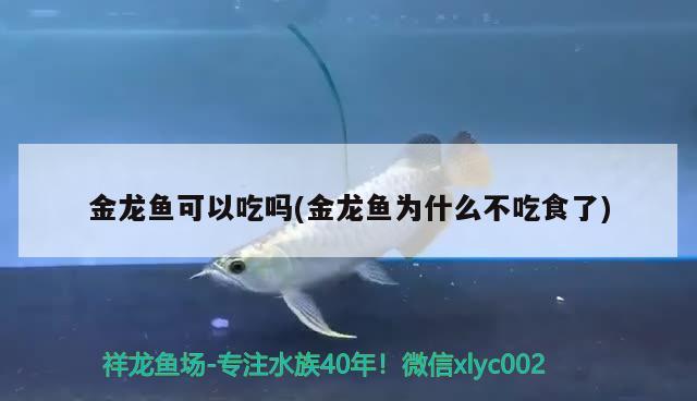 金龍魚可以吃嗎(金龍魚為什么不吃食了)